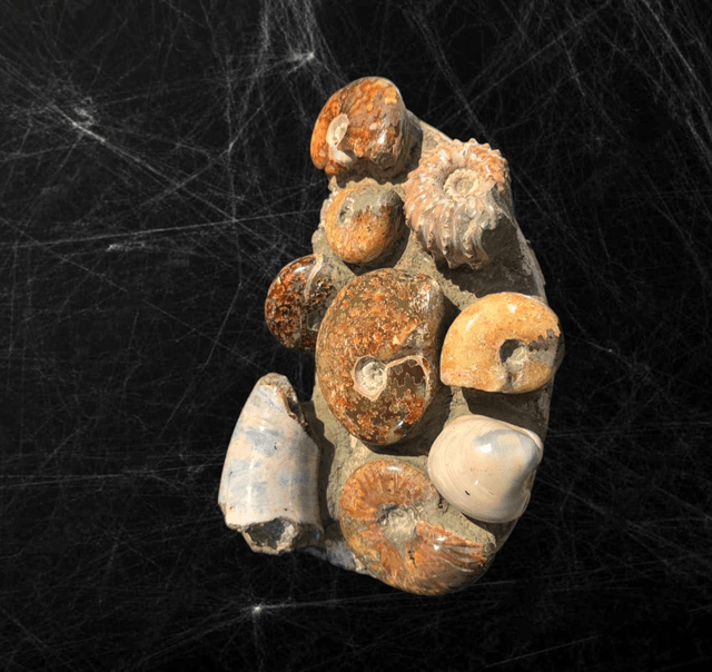 Bloc Ammonite