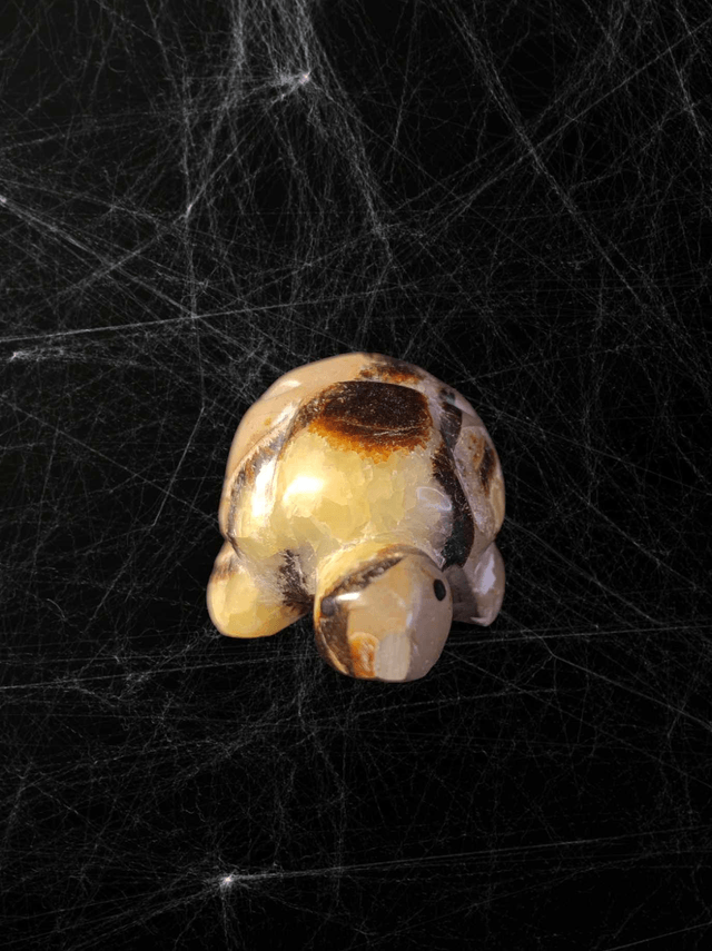 Tortue Septaria