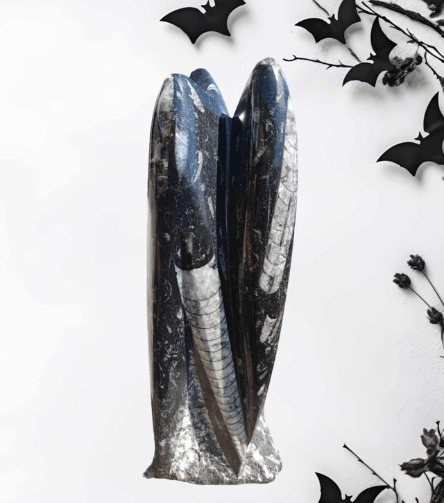 Orthoceras
