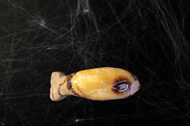 Dauphin Septaria