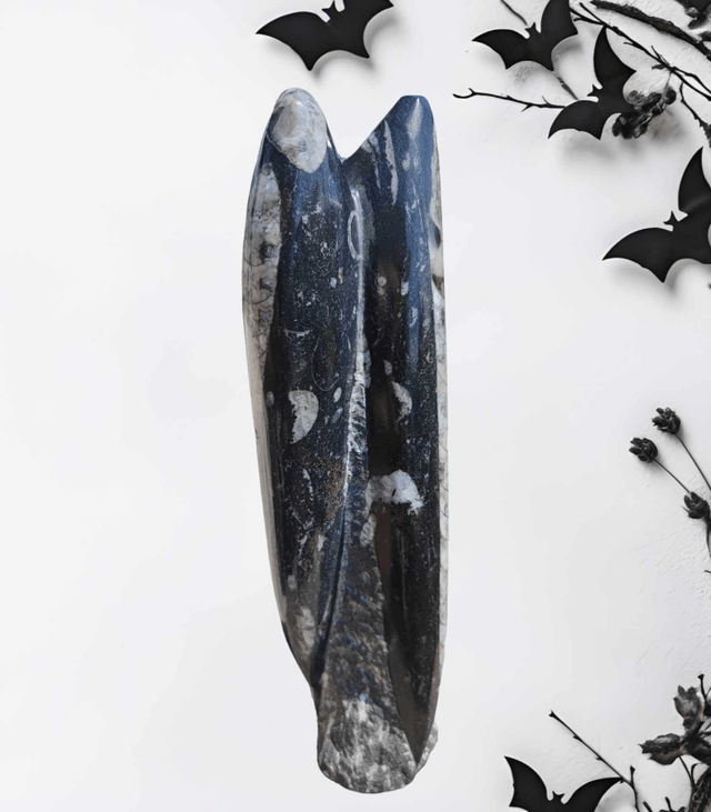 Orthoceras