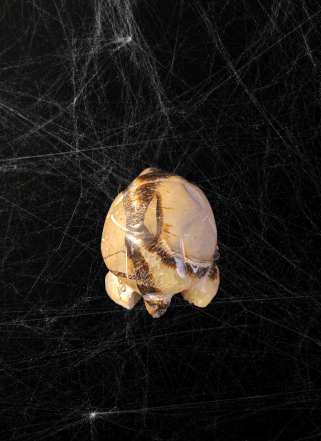 Tortue Septaria