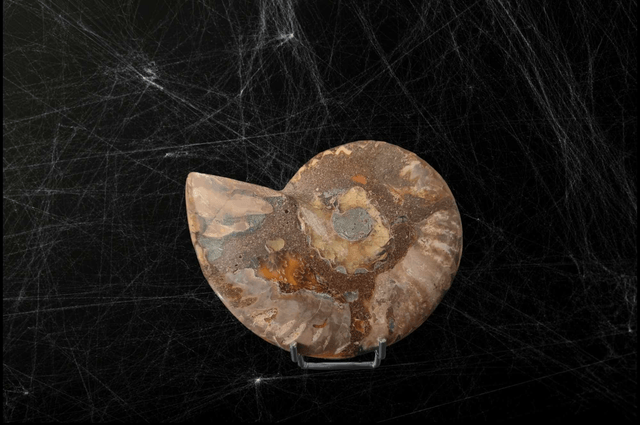 Ammonite