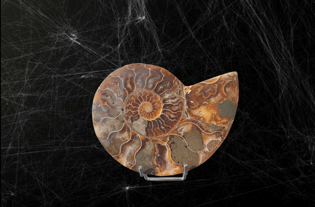 Ammonite