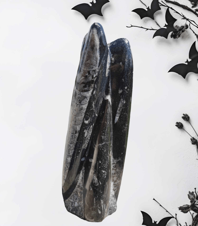 Orthoceras