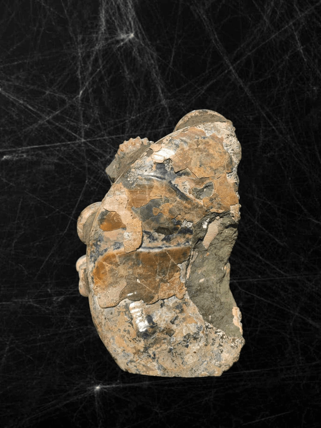 Bloc Ammonite
