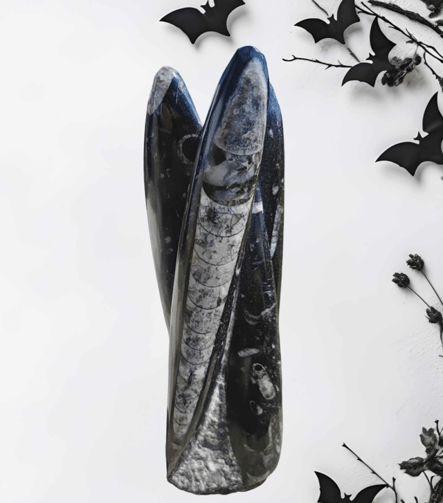 Orthoceras