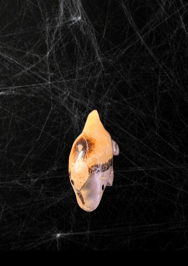 Dauphin Septaria