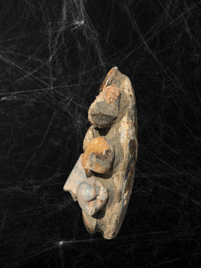 Bloc Ammonite