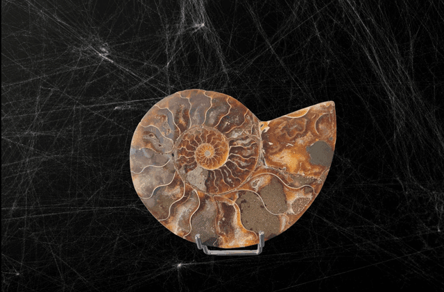 Ammonite