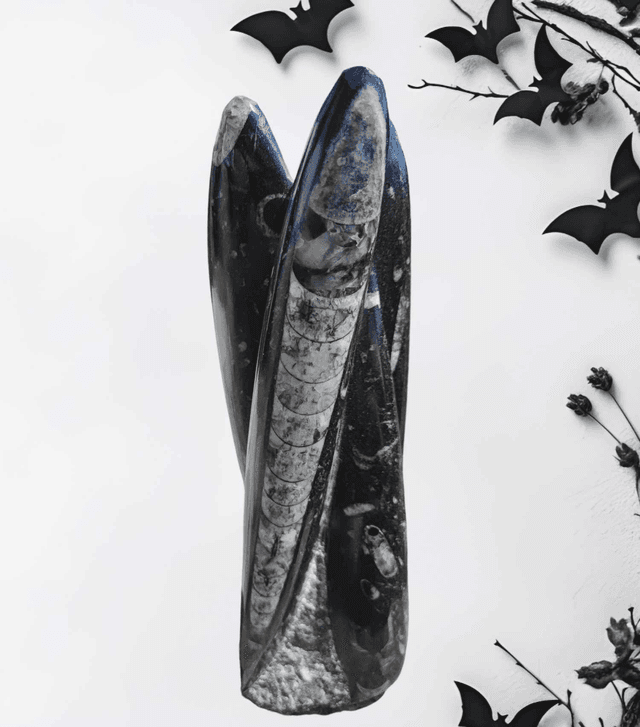 Orthoceras